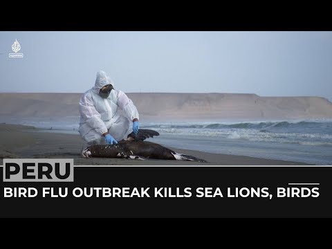 Bird flu kills Sea lions, birds as outbreak hit Peruvian coast