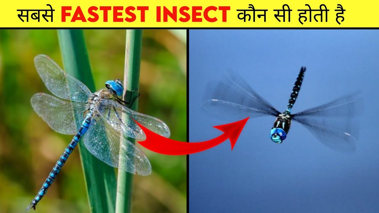 Very Fast Insect सबसे fastest insect कौन सी होती है || #facts #knowledge || 5 amazing ...