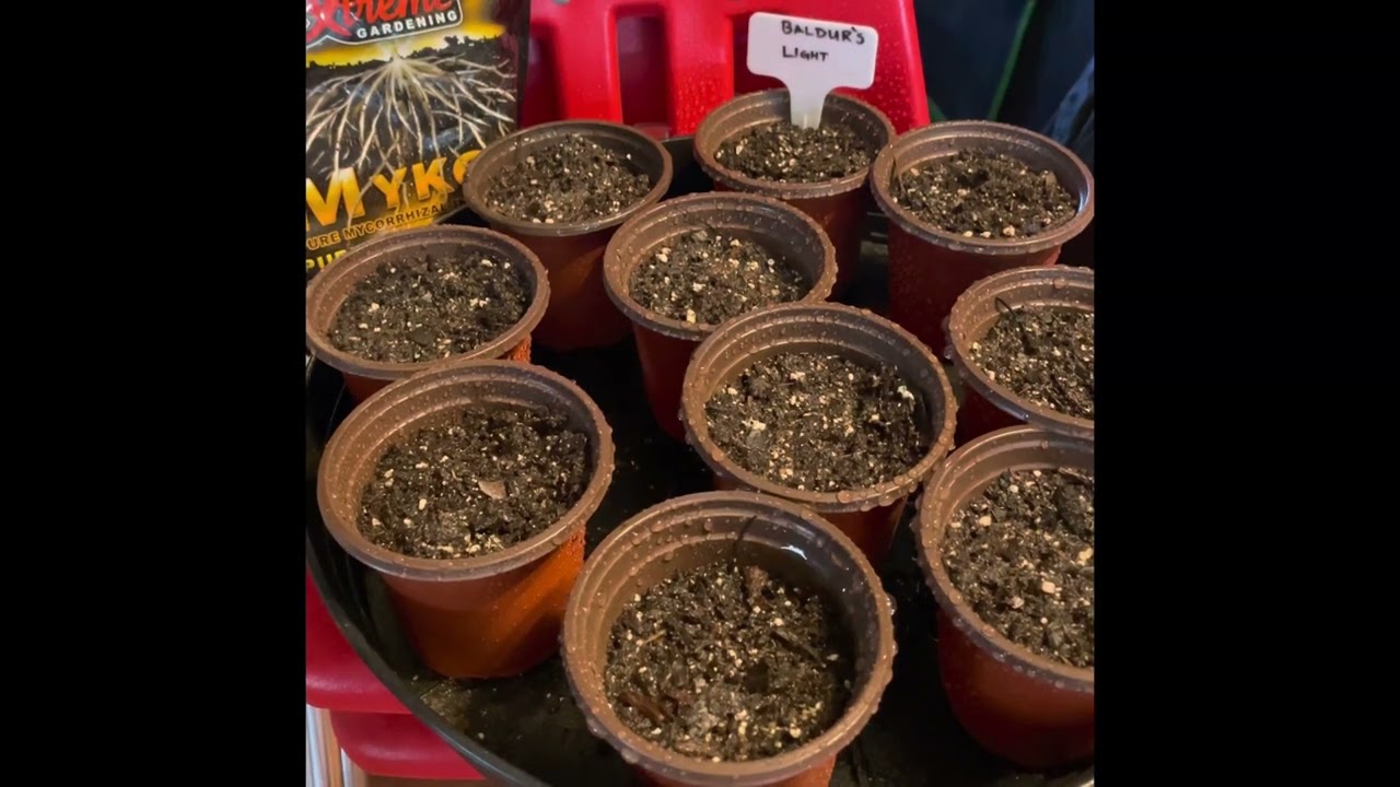 20 Seed drop: SOG Grow prep