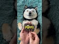 Wait for it… Dog 😯