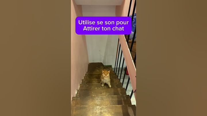 Utilise se son pour attirer ton chat ! #cat #chat