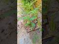 plants 🌳🌳🌳🌳🌳 mini vlog