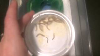 How to set up leopard gecko hatchling tubs