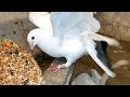 Добавил в рацион голубям ещё белка. Add more protein to pigeons