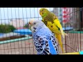 Complete Budgie Care Guide for Beginners | How to Keep Your Birds Happy 🦜#birds #budgies #youtube