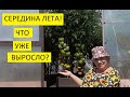 Считать томаты будем долго! Обзор огорода 13 июля.