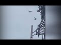 Birds Attack a 5G Tower