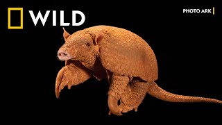 Wild I Photo Ark 2 - Armadillo Fotoğraflamanın Sırları