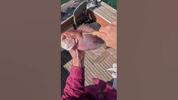 Tagging Snapper For Really Cool DIY Research project #shorts