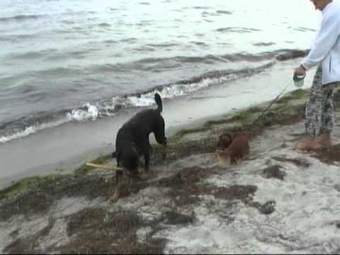 Video: Gamle Hundesygdomme - Vestibulær Sygdom Hos Hunde