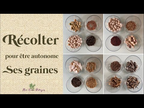 Vidéo: Sauvegarde des graines de capucine : comment récolter des graines de capucine