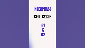 Interphase of cell cycle | G1, S and G2