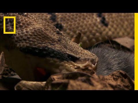 Video: Interesting facts about the bushmaster snake