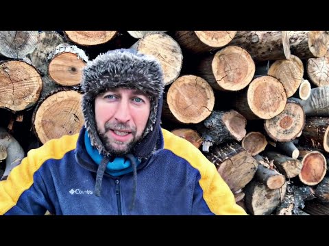 Videó: Hány tűlevelű fenyő van egy fán?