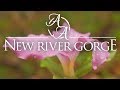 New River Gorge in 4K | West Virginia Bushcraft, Hiking, and Camping Spring Wildflowers