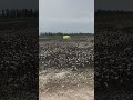John Deere Cotton Picker #cotton #johndeere #agriculturalmachinery #cottonharvester