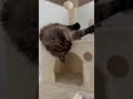 My crazy Girl #cat #красиваякошка #веселыекоты #gatta #mainecoon