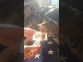 【珍しい猫‼️】納豆を食べる猫‼️