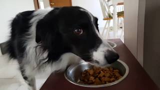 Renly the Border Collie eating his breakfast [ASMR]