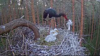 Musttoonekurg~ Karl tries the dead chick tossing out of nest~2017/06/01 8:25pm