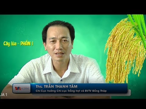 Video: Cách Trồng Lúa