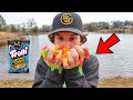 Fishing With Gummy Worms (Will Fish Eat Candy???)