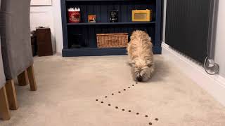 Cairn Terrier Does a Food Challenge