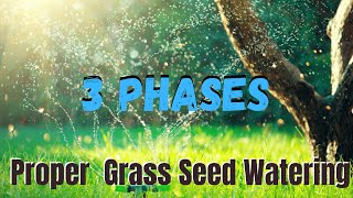 3 Phases To Watering New Grass Seeds - How To Do It Properly