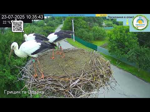 UA 🔴Прямий ефір White Stork Live Трансляція з гнізда лелек в Національному парку Пирятинський #bird