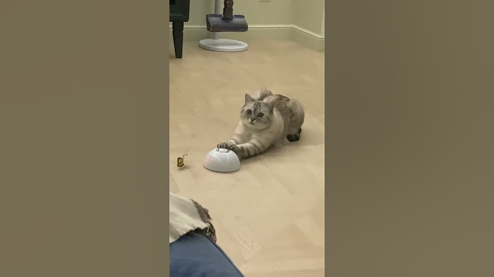 Грустный грустный кот Ириска