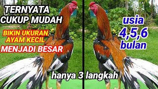 SANGAT MUDAH  !! ukuran ayam kecil menjadi besar  dari usia 5,6,7 bulan