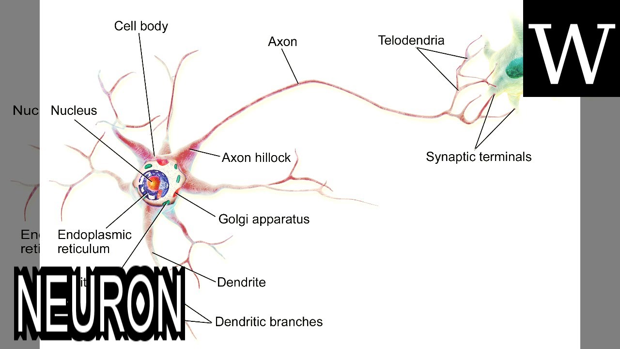 NEURON - WikiVidi Documentary