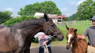 GRANDAME-JAPAN優勝馬のふるさと/三木田牧場(ハクサン GRANDAME-JAPAN優勝馬のふるさと/三木田牧場(ハクサン