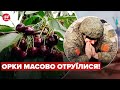 🍒💀Хороший подарунок! У Мелітополі підсунули окупантам отруйну черешню