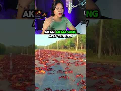 pulau kepiting merah yang sangat unik