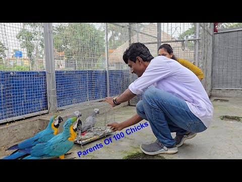 Pair Of Our Old Grey Parrot That Gave Birth To Over 100 Babies Brought To New Farm. - video from Parrot Dipankar Stores