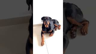 Rottweiler imkansız Aşk 😂