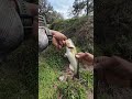does a wacky rig actually work? #bankpressure #fishingshorts #fishingvlog