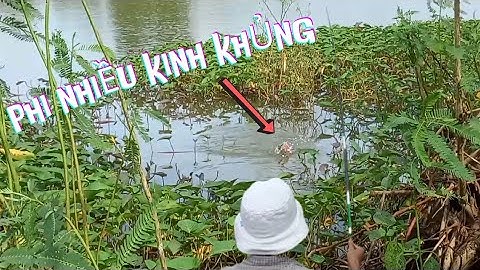 Câu Cá Trúng Bầy Cá Rô Phi Dưới Đám Rau Muống Bỏ Mồi Là Ăn Liền Giật Mệt Nghỉ