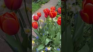 Been Waiting For These Beauties To Bloom For Awhile Now gardening gardens tulip