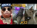 Смешные коты , милые котики 😂 смешное видео , до слёз . Короткие приколы № 32