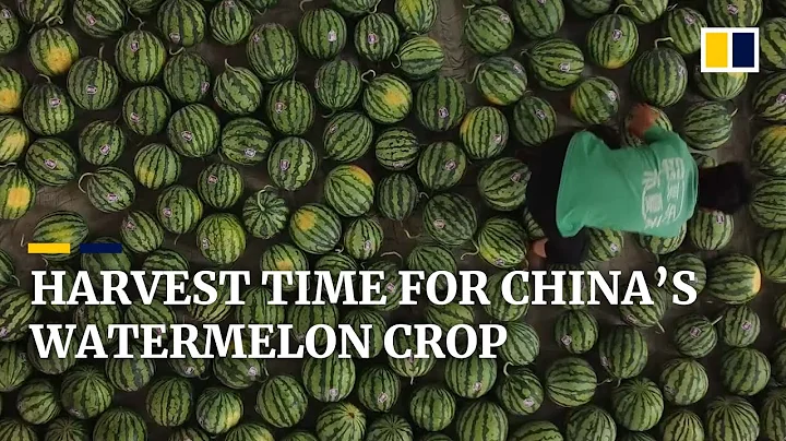 Chinese farmers bank on watermelon harvest to boost incomes - DayDayNews