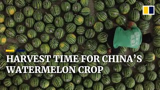 Download lagu Chinese farmers bank on watermelon harvest to boost incomes