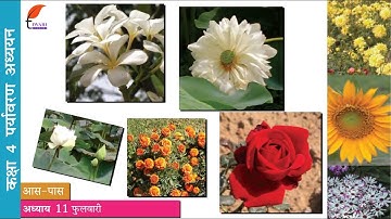 कक्षा 4 ईवीएस अध्याय 11 फुलवारी in Hindi Medium