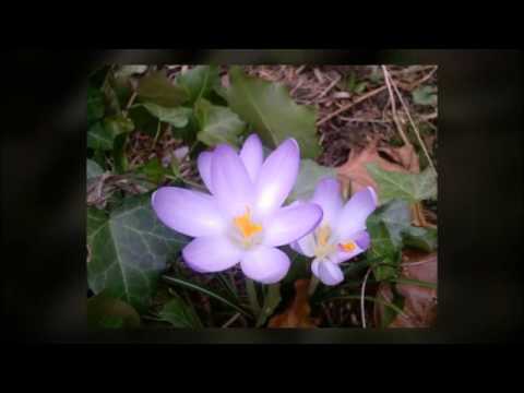 Crocus - Harbingers of Spring