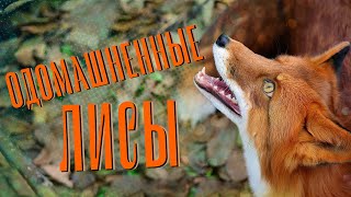 ЛИСЬЯ ЗВЕРОФЕРМА | видеоэкскурсия | Телеканал ОТС