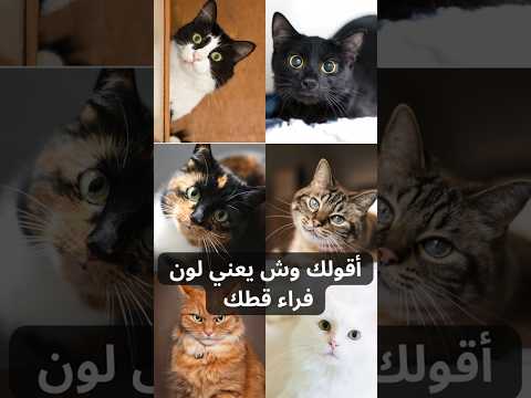 هل تعلم أن لون فراء قط ك يكشف الكثير عن شخصيته قطط  اكسبلور قطتي