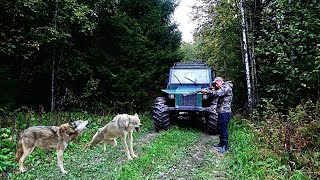 видео: СТАЯ ВОЛКОВ ОКРУЖИЛА В ЛЕСУ! ПО-ВСЮДУ ВОЙ! САМЫЙ ОПАСНЫЙ ДЕНЬ В ЖИЗНИ! СПАСАЮСЬ В ТАЁЖНОЙ ИЗБЕ! картинка: СТАЯ ВОЛКОВ ОКРУЖИЛА В ЛЕСУ! ПО-ВСЮДУ ВОЙ! САМЫЙ ОПАСНЫЙ ДЕНЬ В ЖИЗНИ! СПАСАЮСЬ В ТАЁЖНОЙ ИЗБЕ!