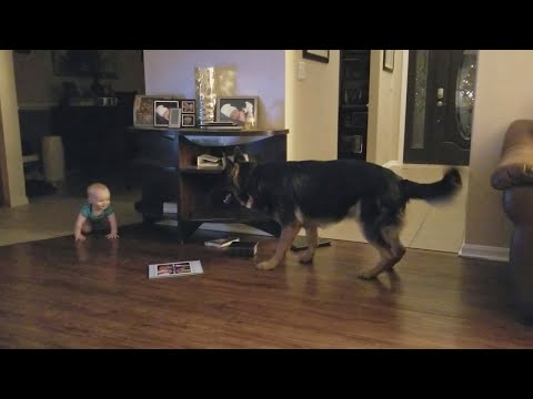 German Shepherd And Baby Play Chase Together