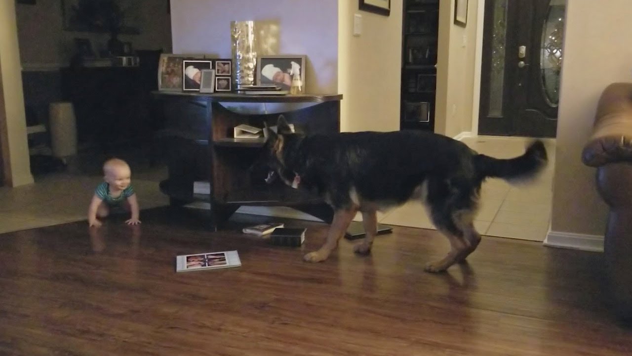 German Shepherd And Baby Play Chase Together You German Shepherd And Baby Play Chase Together